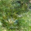 clumps of grass 18891.jpgLarge