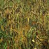 Vincent van Gogh Ears of Wheat 1890 Oil Painting - Custom Reproduction for Home Decor by Dafen Village Artists