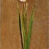 Impressionist Style Gladiolus Oil Painting by Claude Monet (1881) - Stunning Reproduction from Dafen Village Studio