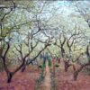 Orchard in Bloom (1879) by Claude Monet - Gorgeous Oil Painting for Home, Office, or Art Collector