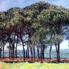 pine trees cap d antibes 1.jpgLarge 1