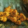 still life with pears.jpgLarge