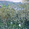 Claude Monet's Vetheuil, Flowering Plum Trees (1879) - Impressionist Oil Painting Reproduction, Crafted by Dafen Village Studio