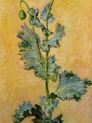 Claude Monet White Poppy (1883) – High-Quality Custom Oil Painting Reproduction, Dafen Village