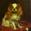 a king charles spanie