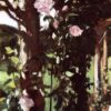 a rose trellis roses at oxfordshire.jpgLarge