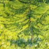 larch sapling 1908.jpgLarge