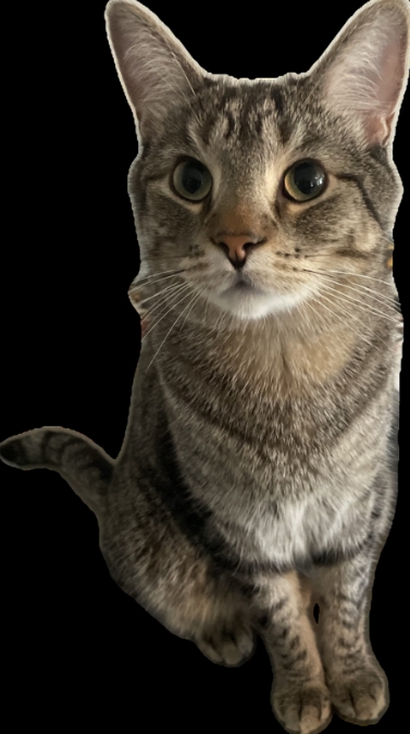 When Art Meets Whiskers: How Dafen Village Studio Turned My Cat Into a Caravaggio Masterpiece 2 微信截图 20250112184118