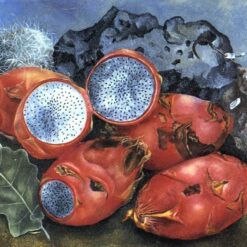 Custom Oil Painting Inspired by Frida Kahlo’s Pitahayas – Hand-Painted Naïve Art Still Life Reproduction from DaFen Village Studio | Mexican Fine Art for Home, Kitchen, and Gallery Décor