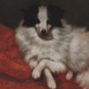 sitting on cushions dog 1855