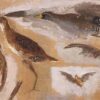 studies of game birds probably viginia rails