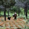 Enigmatic Forest Encounter – Hand-Painted Contemporary Landscape Oil Painting on Canvas 1 Enigmatic Forest Encounter – Hand-Painted Contemporary Landscape Oil Painting on Canvas