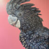 Majestic Black Cockatoo" Hand-Painted Australian Bird Oil Painting on Linen Canvas 1 Hand painted black cockatoo oil painting on linen canvas with coral pink background