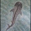 Hand-painted whale shark pointillism oil painting on heavy-duty linen canvas with blue and sand dot background