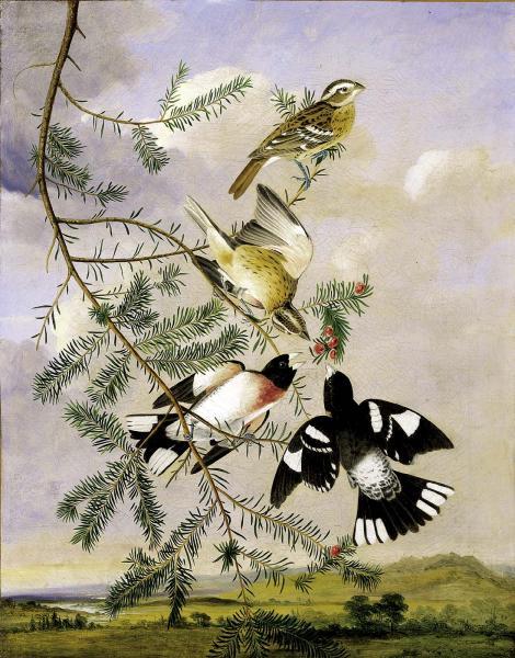 John James Audubon – Rose-Breasted Grosbeak Fine Art Canvas Print (c. 1830)