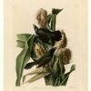 Hand-Painted Oil Painting Replica: Purple Grackle by John James Audubon (Dafen Artist Studio) 2 Hand painted oil painting replica of Purple Grackle by John James Audubon, Naturalism style wildlife canvas art by Dafen Studio artists