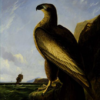 Hand-Painted Oil Painting Replica: Washington Sea Eagle by John James Audubon (Dafen Artist Studio) 1 Hand painted oil painting replica of Washington Sea Eagle by John James Audubon, Naturalism style wildlife canvas art by Dafen Studio artists