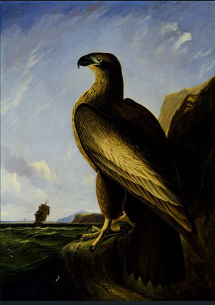 Hand-Painted Oil Painting Replica: Washington Sea Eagle by John James Audubon (Dafen Artist Studio)