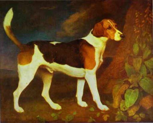 George Stubbs / A Foxhound, Ringwood (1792) Romanticism – Hand-Painted Oil Reproduction by Dafen Village Studio