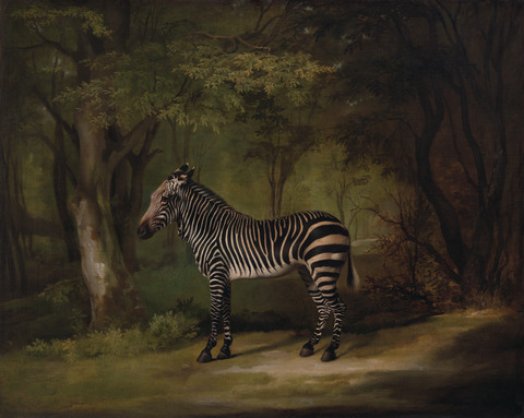 George Stubbs / A Zebra (1763) – Hand-Painted Oil Reproduction by Dafen Village Studio