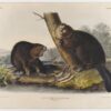 Hand-Painted Oil Painting Replica: American Beaver by John James Audubon (Dafen Artist Studio) 1 Hand painted oil painting replica of American Beaver by John James Audubon, Naturalism style animal canvas art by Dafen Studio artists