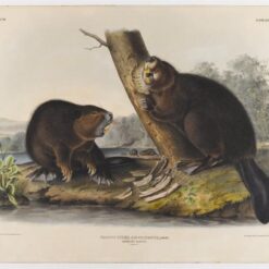 Hand painted oil painting replica of American Beaver by John James Audubon, Naturalism style animal canvas art by Dafen Studio artists