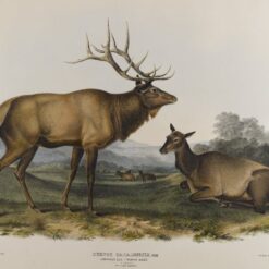 Hand painted oil painting replica of American Elk by John James Audubon, Naturalism style animal canvas art by Dafen Studio artists