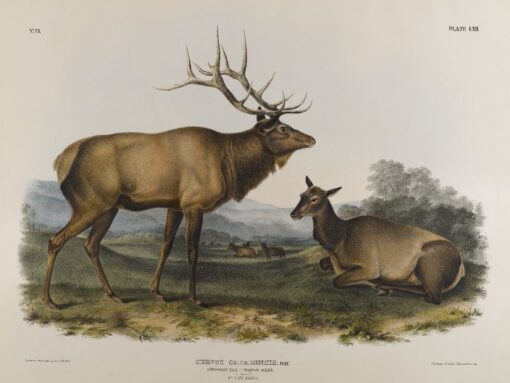 Hand-Painted Oil Painting Replica: American Elk by John James Audubon (Dafen Artist Studio)