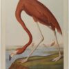 Hand-Painted Oil Painting Replica: American Flamingo by John James Audubon (Dafen Artist Studio) 1 Réplica pintada a mano al óleo de «Flamenco americano», de John James Audubon; obra de arte animalista sobre lienzo, realizada por los artistas de Dafen Studio.
