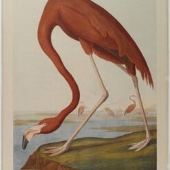 Hand painted oil painting replica of American Flamingo by John James Audubon, Naturalism style animal canvas art by Dafen Studio artists