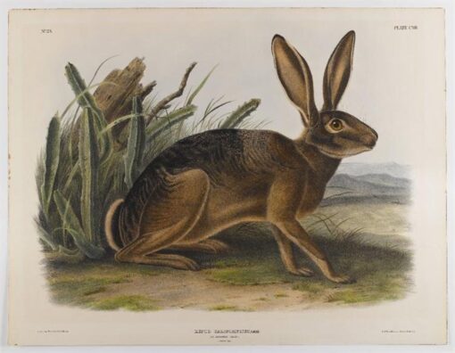Hand-Painted Oil Painting Replica: American Elk by John James Audubon (Dafen Artist Studio)