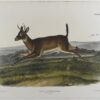 Hand-Painted Oil Painting Replica: Long-Tailed Deer by John James Audubon (Dafen Artist Studio) 1 Hand painted oil painting replica of Long-Tailed Deer by John James Audubon, Naturalism style animal canvas art by Dafen Studio artists
