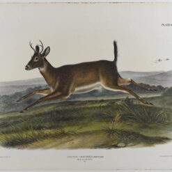 Hand painted oil painting replica of Long-Tailed Deer by John James Audubon, Naturalism style animal canvas art by Dafen Studio artists