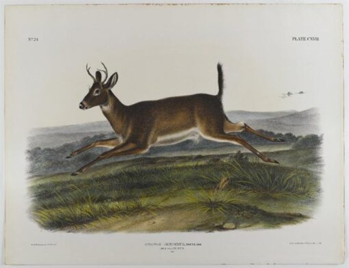 Hand-Painted Oil Painting Replica: Long-Tailed Deer by John James Audubon (Dafen Artist Studio)