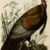 Hand painted oil painting replica of Wild Turkey Plate 1 Birds of America by John James Audubon, Naturalism style wildlife canvas art by Dafen Studio artists