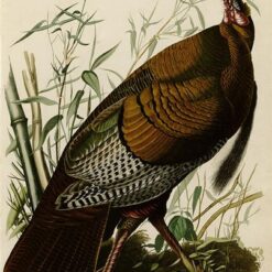 Hand painted oil painting replica of Wild Turkey Plate 1 Birds of America by John James Audubon, Naturalism style wildlife canvas art by Dafen Studio artists