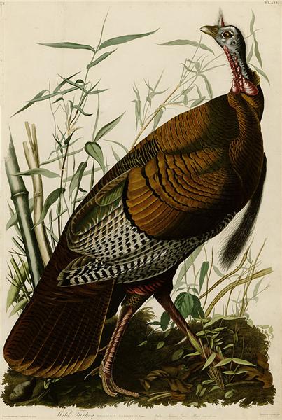 Hand-Painted Oil Painting Replica: Wild Turkey (Plate 1, Birds of America) by John James Audubon (Dafen Artist Studio)