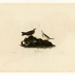 Hand painted oil painting replica of Brown Titlark Plate 10 Birds of America by John James Audubon, Naturalism style wildlife canvas art by Dafen Studio artists