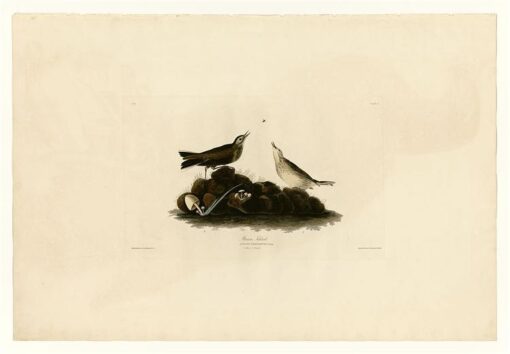 Hand-Painted Oil Painting Replica: Brown Titlark (Plate 10, Birds of America) by John James Audubon (Dafen Artist Studio)