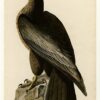 Hand-Painted Oil Painting Replica: Bird of Washington (Plate 11, Birds of America) by John James Audubon (Dafen Artist Studio) 1 Hand painted oil painting replica of Bird of Washington Plate 11 Birds of America by John James Audubon, Naturalism style wildlife canvas art by Dafen Studio artists