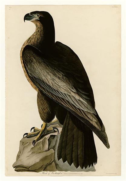 Hand-Painted Oil Painting Replica: Bird of Washington (Plate 11, Birds of America) by John James Audubon (Dafen Artist Studio)