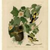 Hand-Painted Oil Painting Replica: Baltimore Oriole (Plate 12, Birds of America) by John James Audubon (Dafen Artist Studio) 1 Hand painted oil painting replica of Baltimore Oriole Plate 12 Birds of America by John James Audubon, Naturalism style wildlife canvas art by Dafen Studio artists