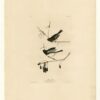 Hand painted oil painting replica of Snow Bird Plate 13 Birds of America by John James Audubon, Naturalism style wildlife canvas art by Dafen Studio artists