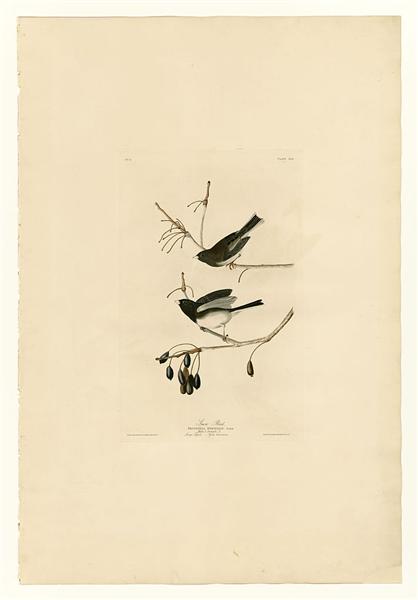 Hand-Painted Oil Painting Replica: Snow Bird (Plate 13, Birds of America) by John James Audubon (Dafen Artist Studio)