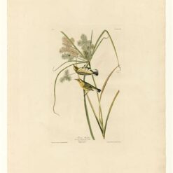 Hand painted oil painting replica of Prairie Warbler Plate 14 Birds of America by John James Audubon, Naturalism style wildlife canvas art by Dafen Studio artists