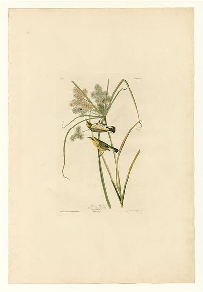 Hand-Painted Oil Painting Replica: Prairie Warbler (Plate 14, Birds of America) by John James Audubon (Dafen Artist Studio)