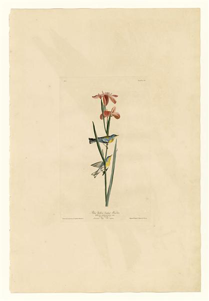 dafen-handpainted-john-james-audubon-blue-yellow-backed-warbler-plate-15-birds-of-america