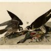 Hand-Painted Oil Painting Replica: Great-footed Hawk (Plate 16, Birds of America) by John James Audubon (Dafen Artist Studio) 2 Hand painted oil painting replica of Great-footed Hawk Plate 16 Birds of America by John James Audubon, Naturalism style raptor canvas art by Dafen Studio artists