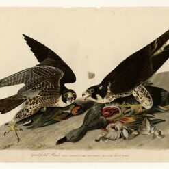 Hand painted oil painting replica of Great-footed Hawk Plate 16 Birds of America by John James Audubon, Naturalism style raptor canvas art by Dafen Studio artists