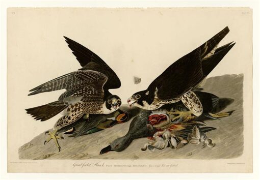 Hand-Painted Oil Painting Replica: Great-footed Hawk (Plate 16, Birds of America) by John James Audubon (Dafen Artist Studio)